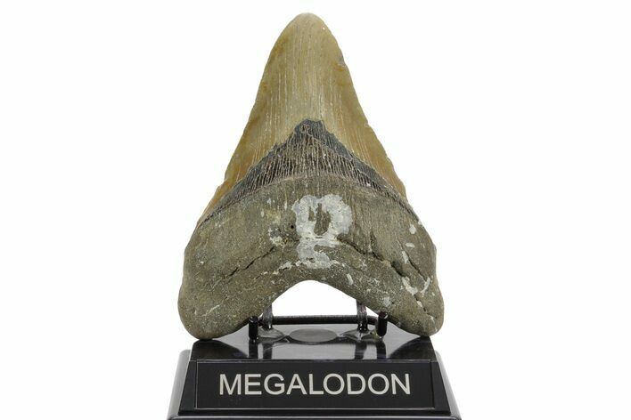 Fossil Megalodon Tooth - North Carolina #376901